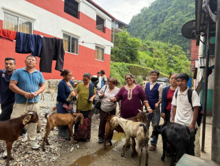 इच्छाकामनाको वडा नं. ६ बाख्राको पकेट क्षेत्र घोषित, गाउँपालिकाबाट ८० प्रतिशतसम्म अनुदान