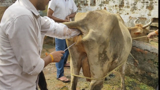 इच्छाकामनामा एक वर्षमा ४२९ गाईभैँसीमा कृत्रिम गर्भाधान