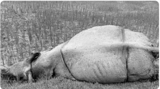 करेन्ट लागेर गैंडाको मृत्यु, माडीका श्रेष्ठलाई थुनामा पठाउन आदेश