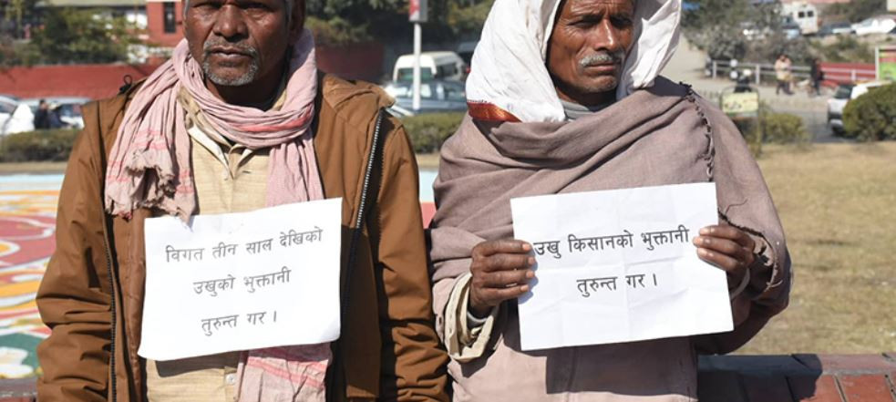 उखु किसानलाई अनुदान निकासा, बिहीबारसम्म किसानको खातामा रकम जाने
