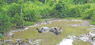बर्सातको प्रभाव, जैविक विविधतामा कम नोक्सानी