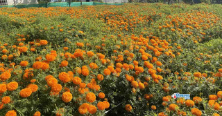 व्यावसायिक फूलखेतीबाट रु आठलाख आम्दानी