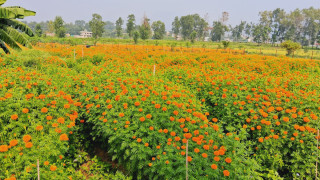 चितवनमा व्यावसायिक रुपमा सयपत्री फूलको उत्पादन