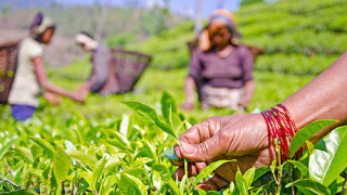 भोजपुरका किसान व्यवसायिक चिया खेतीमा आकर्षित