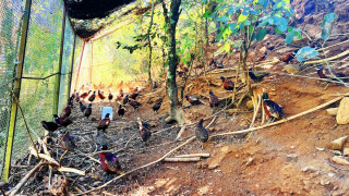 कँडेलको चरा पाल्ने रहर : वनकुखुरा पालनमा ५० लाख लगानी