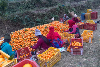 देवघाटका किसानलाई सुन्तला ढुवानी सधैंको समस्या