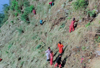 गाउँको सरल जीवन : खर काट्ने मौसम सुरु