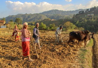 दोहोरो कर प्रक्रियाले व्यावसायिक किसान मारमा