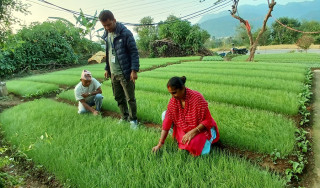 प्याजको बिरुवा बेचेर एक लाख बढी आम्दानी