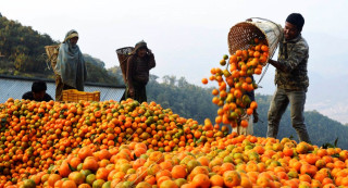 इच्छाकामना र भरतपुरमा गरी यो वर्ष ९ करोड बढीको सुन्तला बिक्री