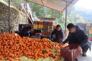 म्याग्दीका श्रेष्ठले सुन्तला बेचेर गरे २० लाख आम्दानी