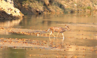 स्यालीमा चित्तल