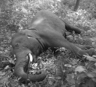 जङ्गली हात्तीको छावा मृत अवस्थामा फेला