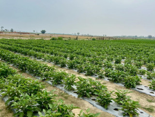 कृषि उद्यमबाट सहकारीमा जम्दै मधेसका महिला