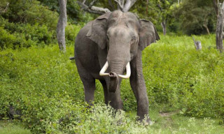 २५ जनाको ज्यान लिने ध्रुवेको दाह्रा काटिँदै