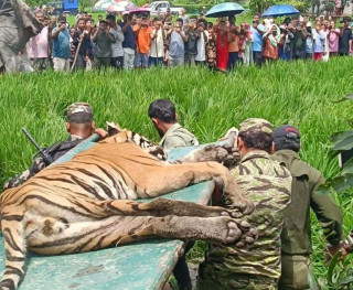 खोरको अभावका कारण चितवनमा हिजो नियन्त्रणमा लिइएको बाघलाई पर्सा पठाइयो