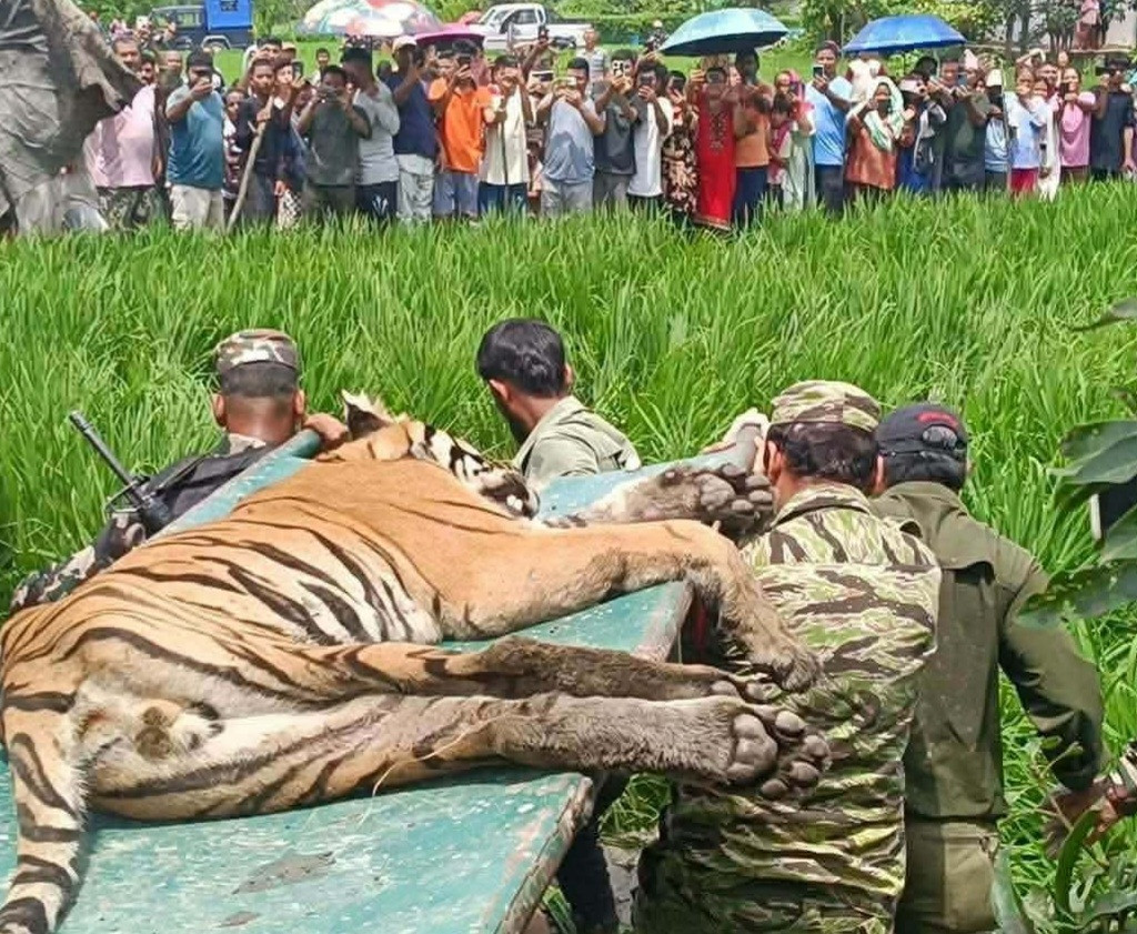 खोरको अभावका कारण चितवनमा हिजो नियन्त्रणमा लिइएको बाघलाई पर्सा पठाइयो